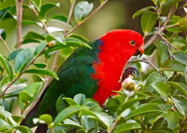 King Parrot